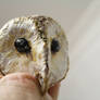 Sculpy Owl Head