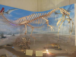 Angaturama limai skeleton