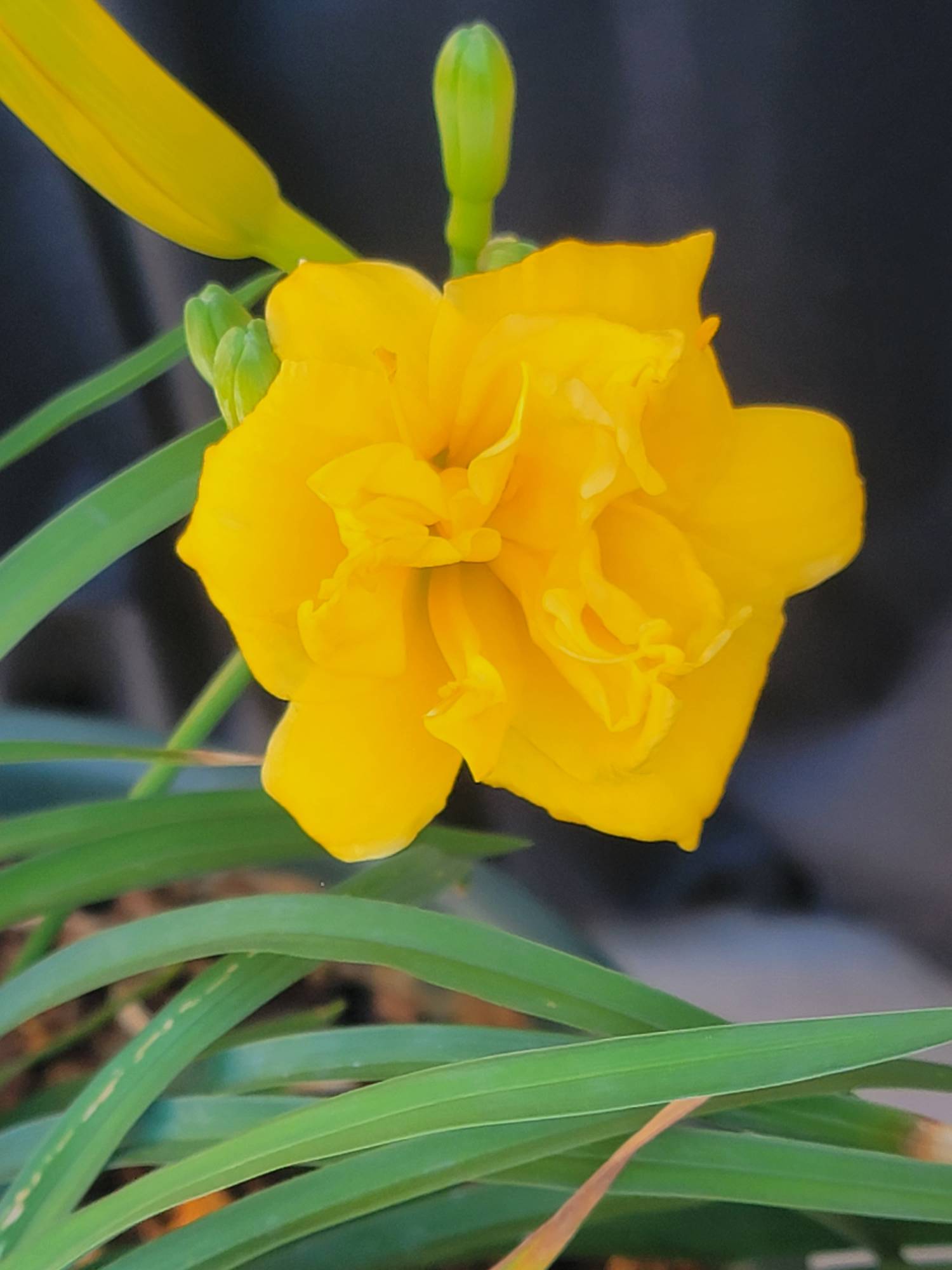 Triple bloom lily by lunarfire8 on DeviantArt
