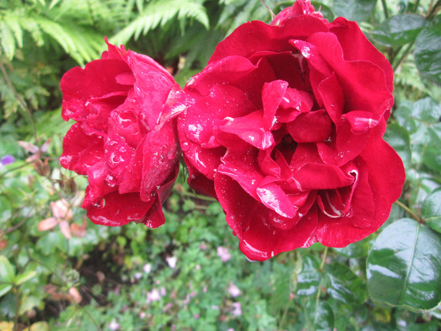 Garden Roses