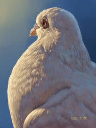 dove of peace