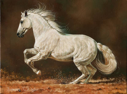 lusitano.