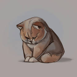Fat sad cat