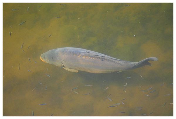 Large Carp