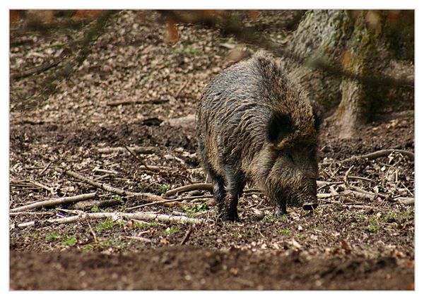 Wild Boar