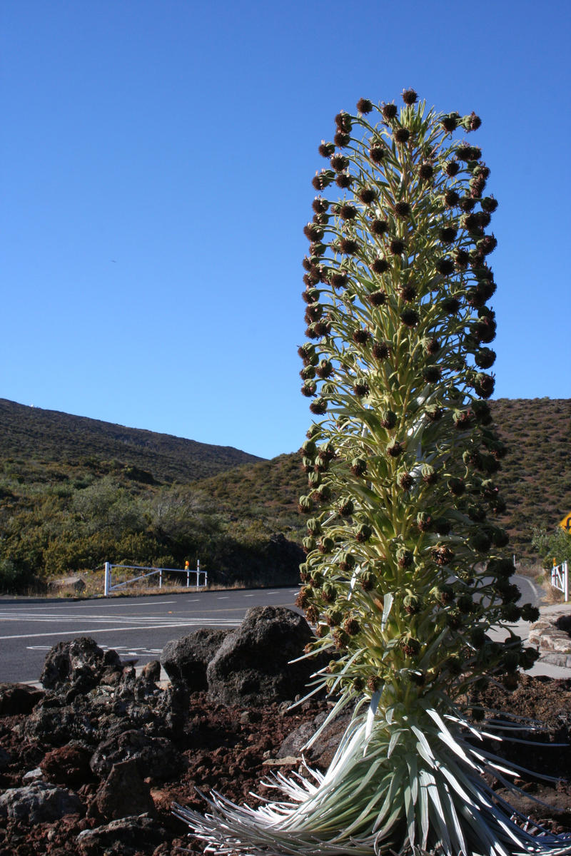 The Silversword