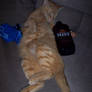 The Drunk Cat