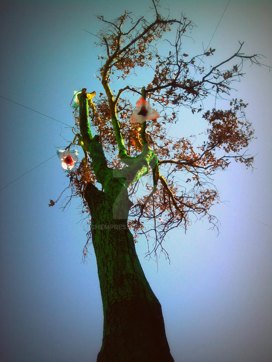 trance tree