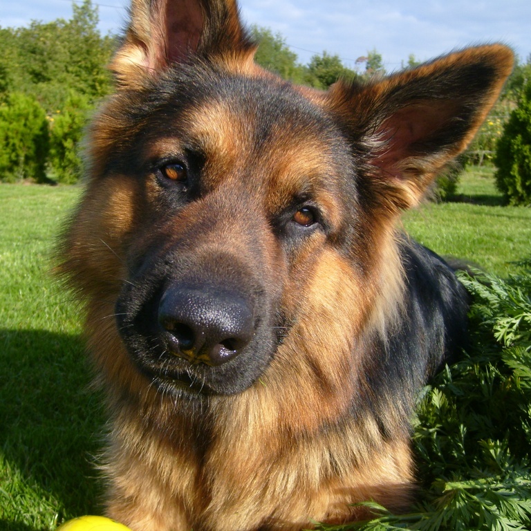 Terry the German Shepherd