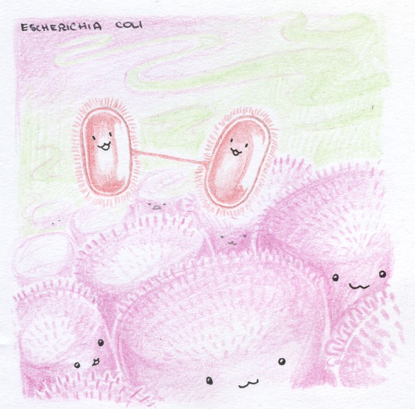 Escherichia Coli