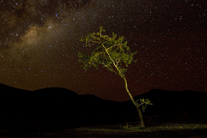 One bent tree