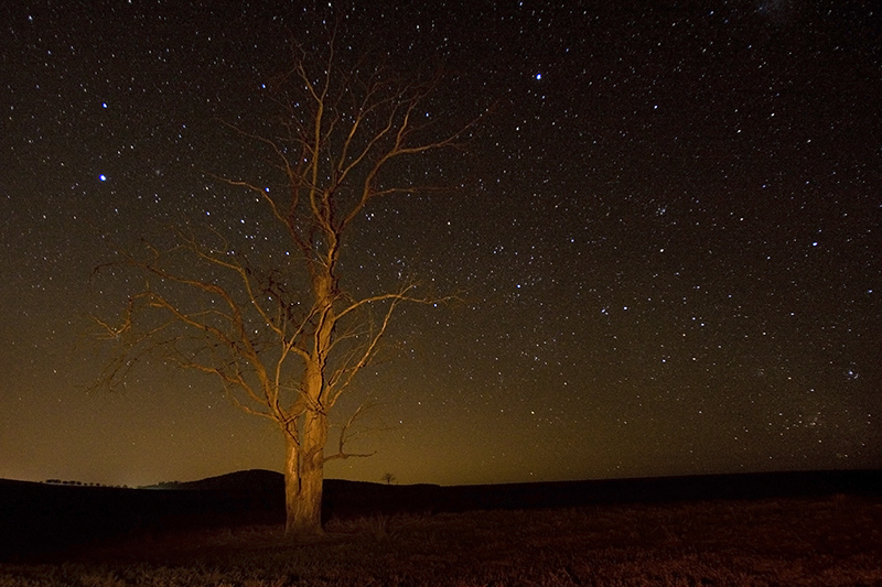 Stars and a tree