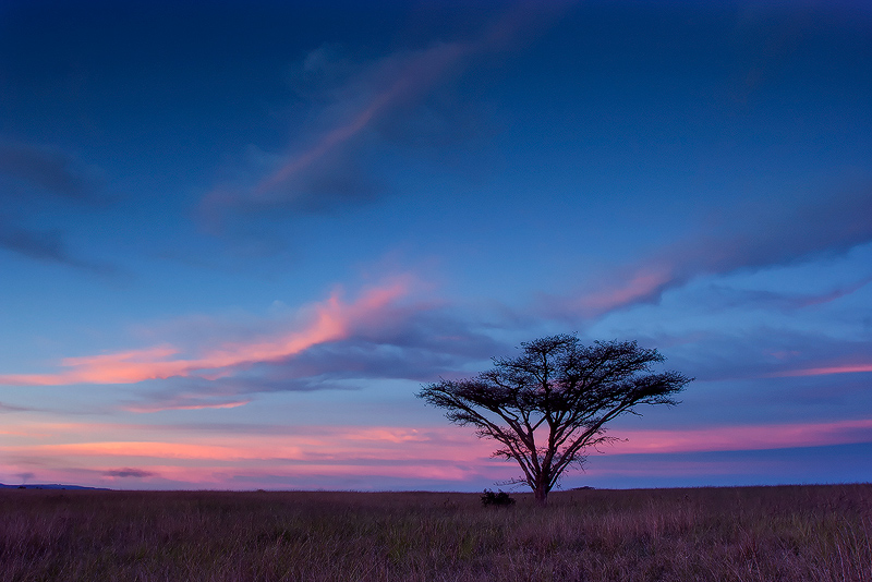 One tree in a pink sky