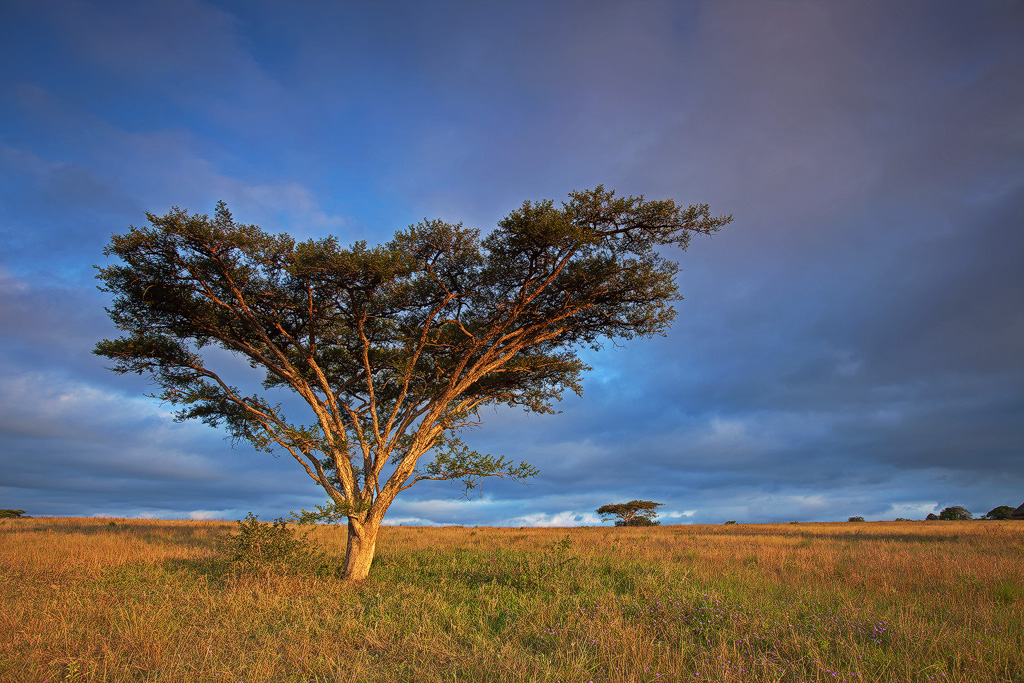 Acacia