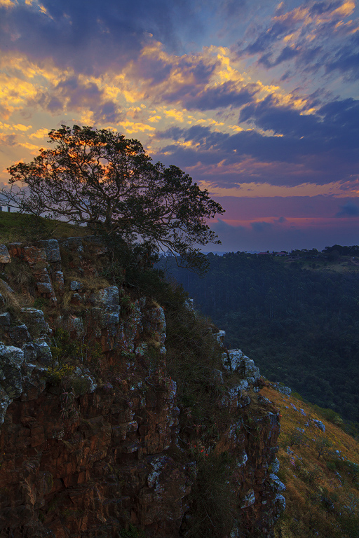 Tree on a Cliff