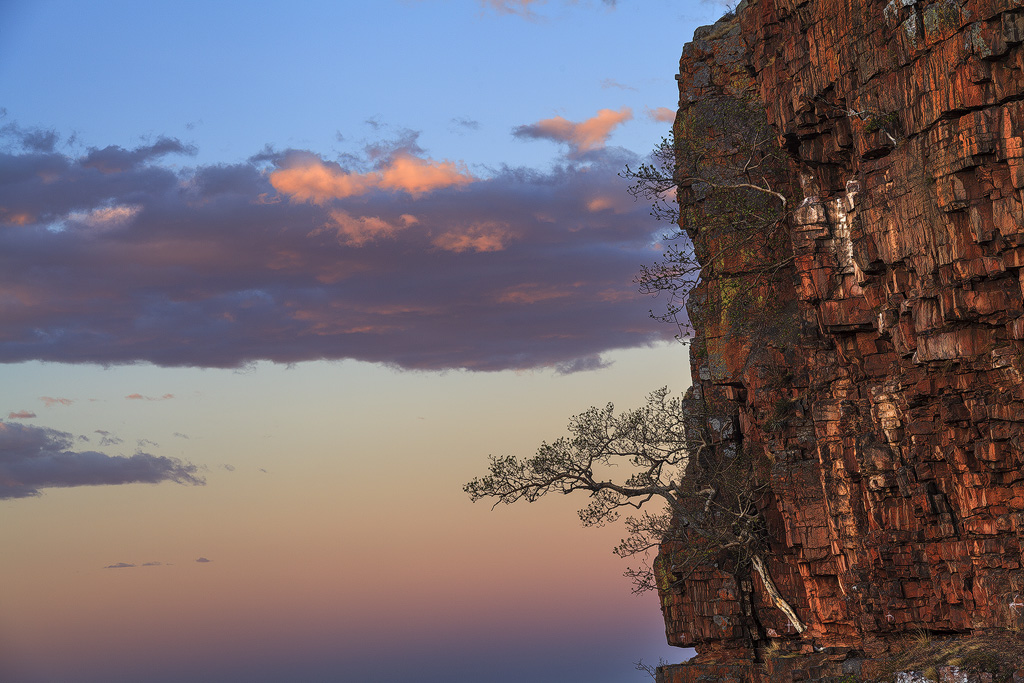 Tree on a Cliff