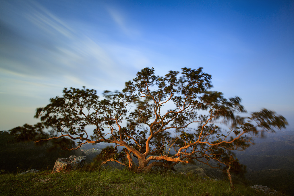 Fig tree in the Wind