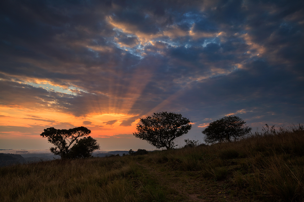 Sunrise and some Trees