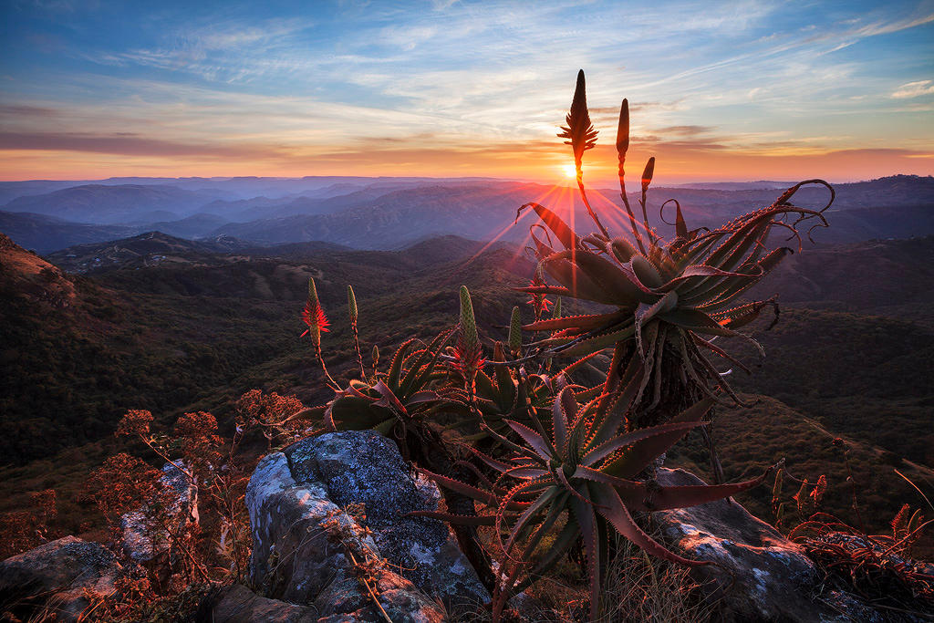 Aloe time in Africa by carlosthe