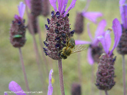 Lavender with bee