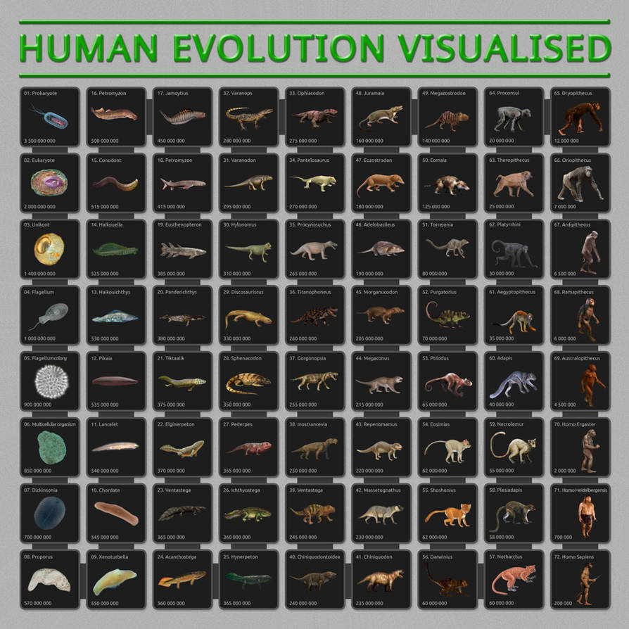 Human evolution visualized by Praegressus on DeviantArt