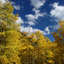 Golden Aspens