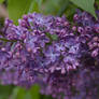 Explosion of Lilacs