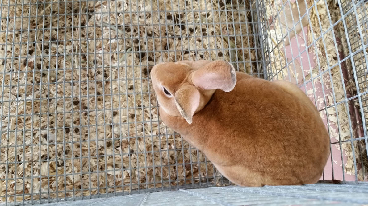 Brown Rex Rabbit 02 by Mlgpirate01 on DeviantArt