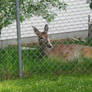 Deer by my Fence 03