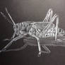 Grasshopper sketch