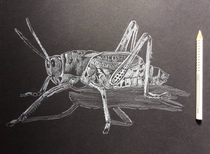 Explore The Best 鉛筆イラスト Art Deviantart Explore The Best 鉛筆イラスト Art Deviantart