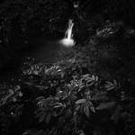 forest by 7Redhotz