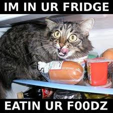 fridge cat