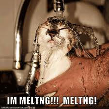 Melting cat