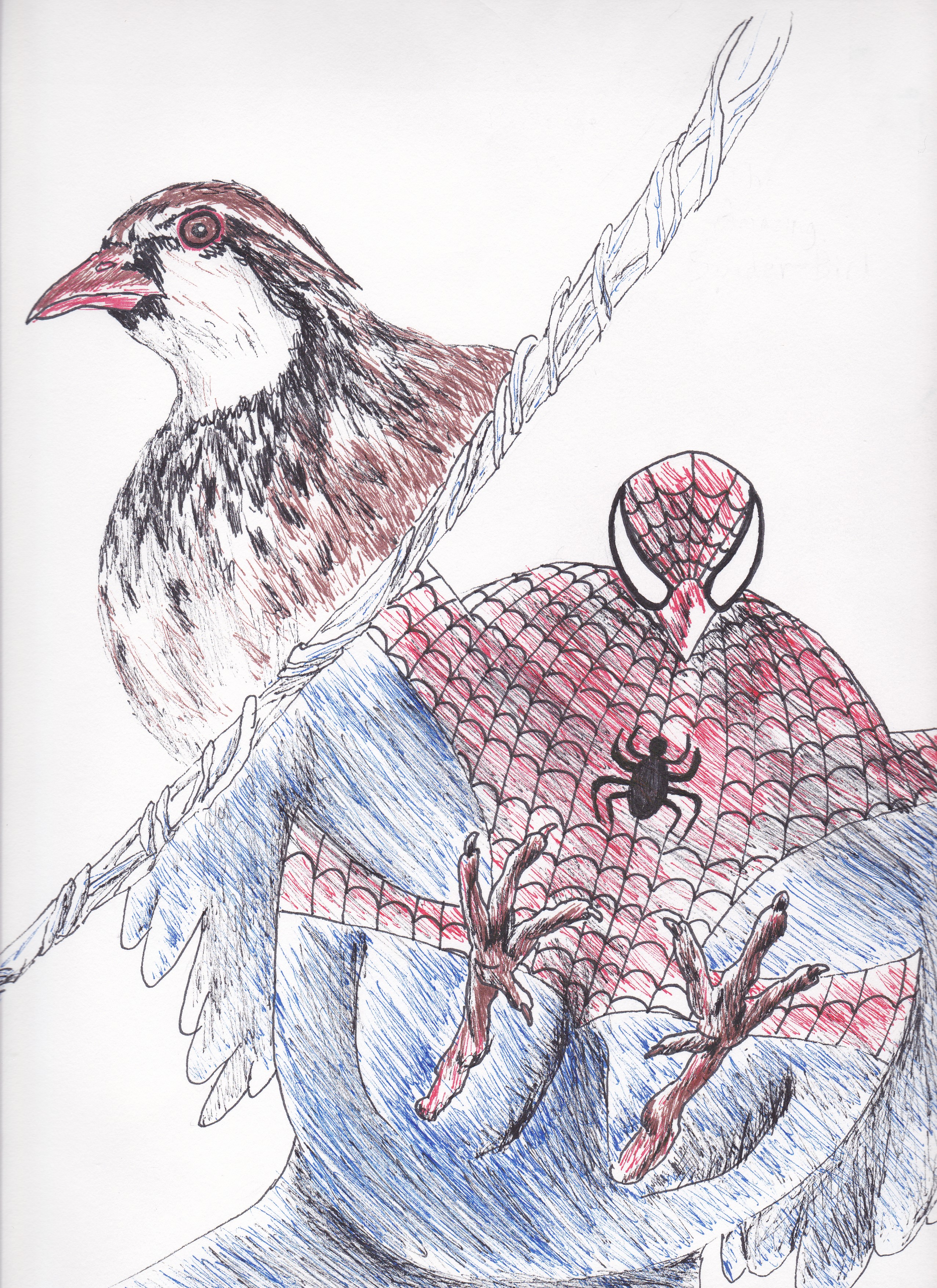 Spiderbird1