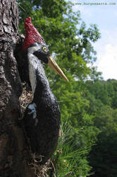 Ivory Billed Wood Pecker