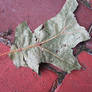 Street leaf