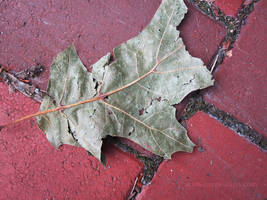 Street leaf