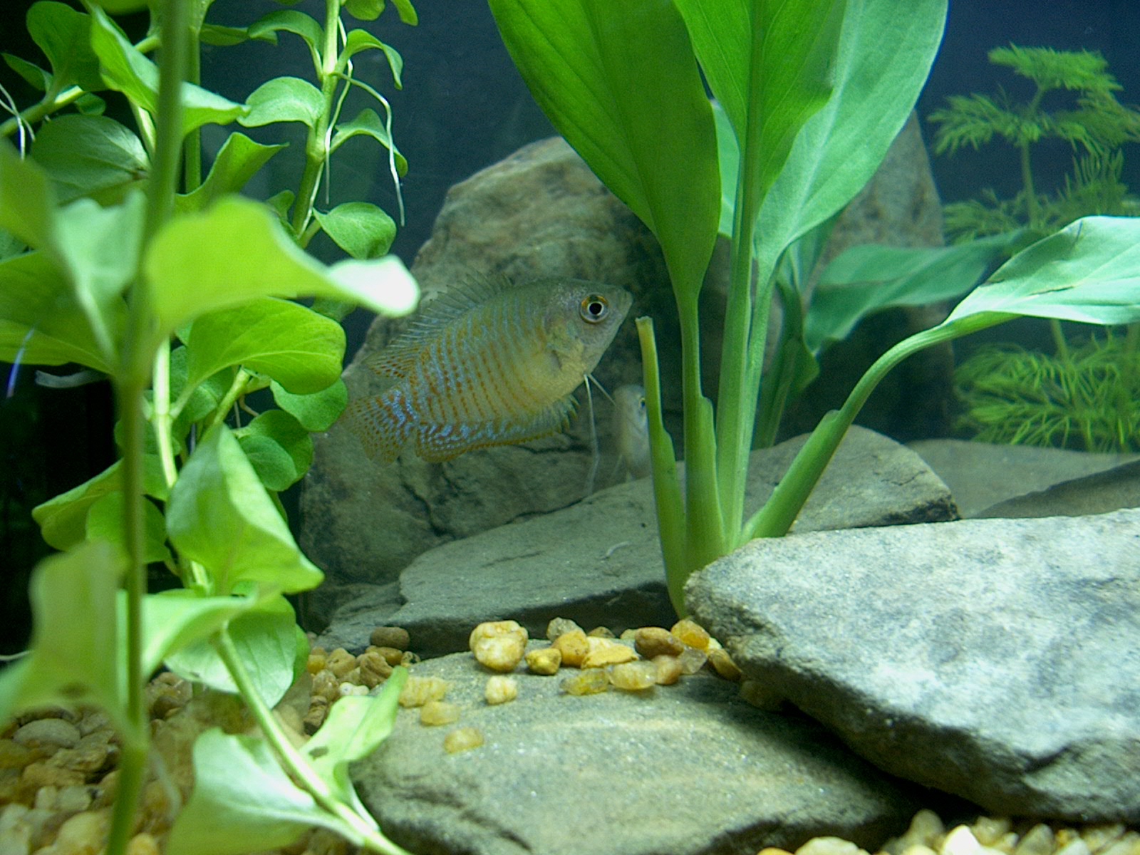 Dwarf gourami