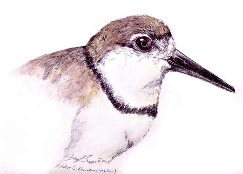 Killdeer sketch