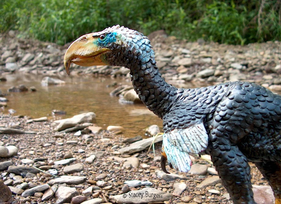 Andalgalornis sculpture