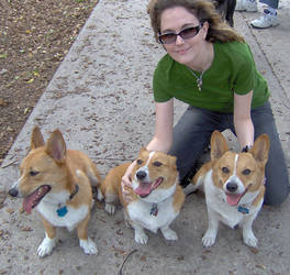 A Day With Corgis