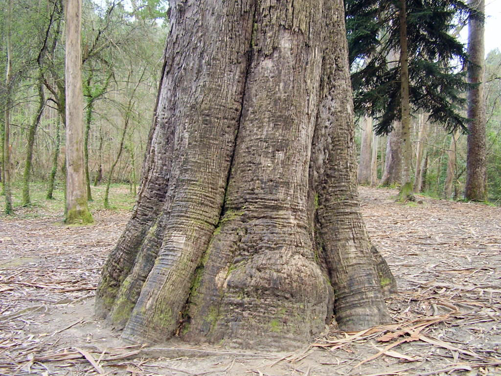 The Biggest Tree by mysteria-dl on DeviantArt