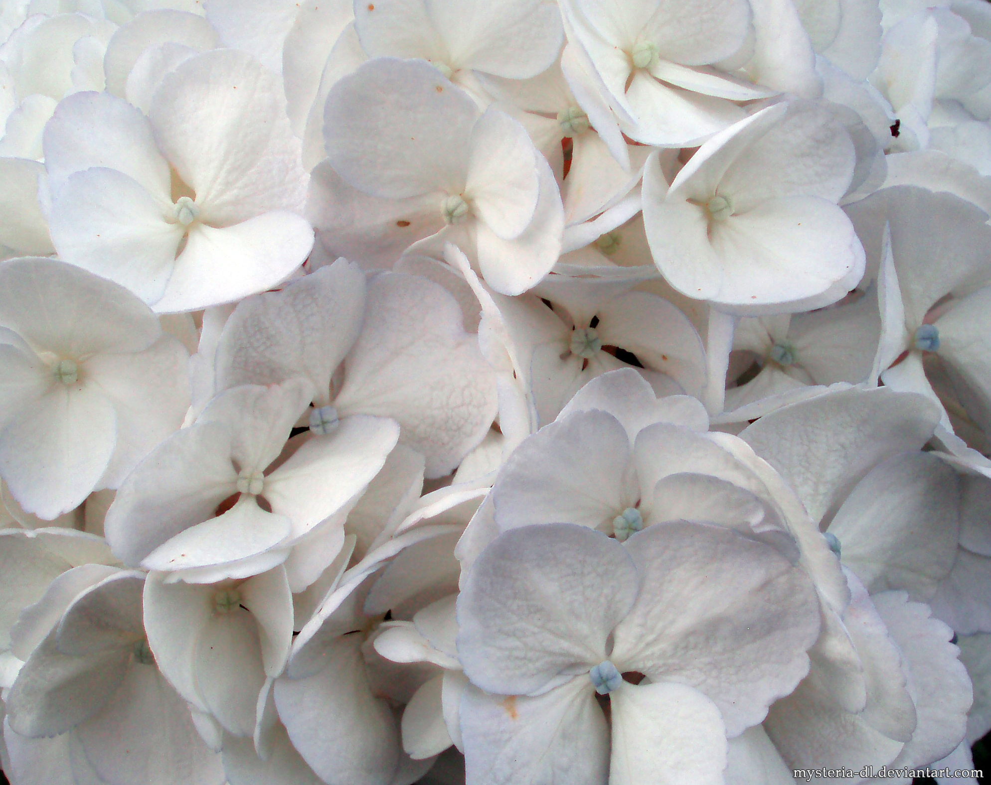 White Hydrangea