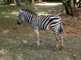 Zebra Stock 2