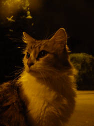 Cat in the Night