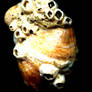 a shell