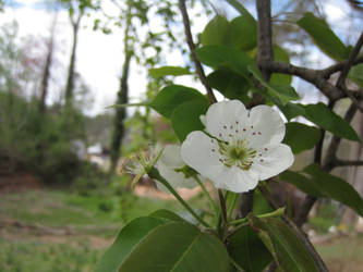 Pear Blossom