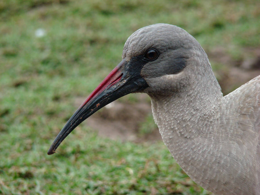 Hadeda Ibis by Alistanniel