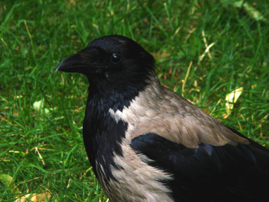 Carrion Crow